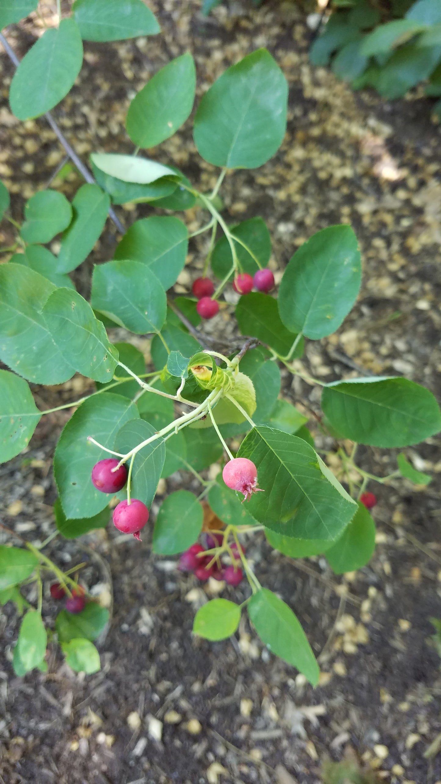 Allegheny Serviceberry